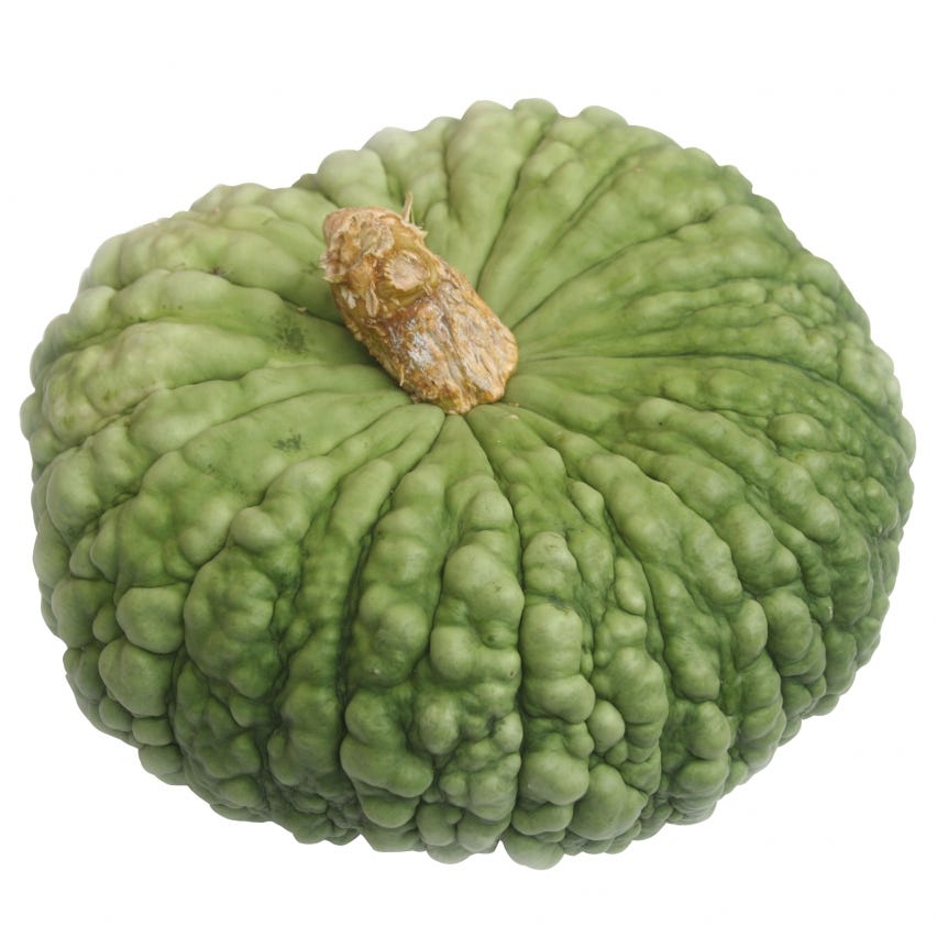 Zucca Marina