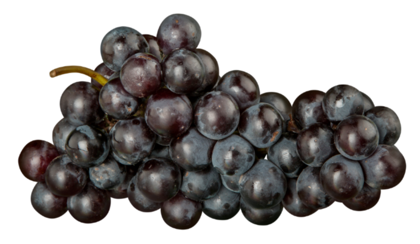 Uva nera Vittoria